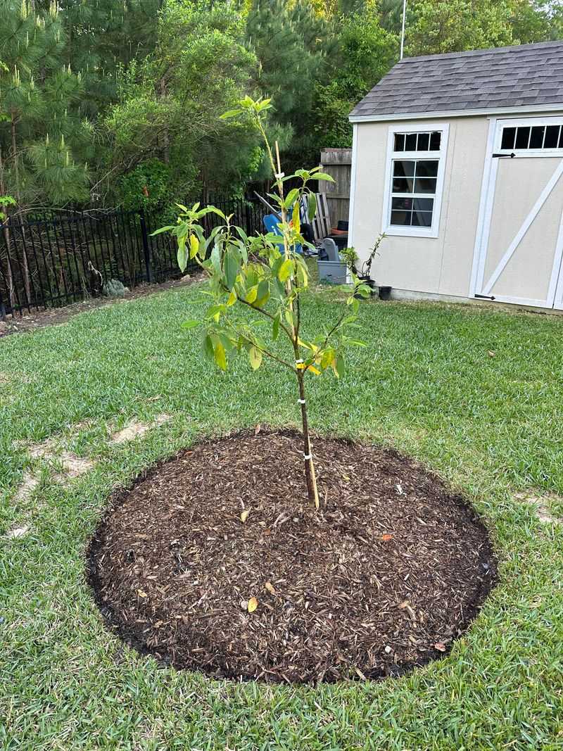 Mulch Without Touching Trunk