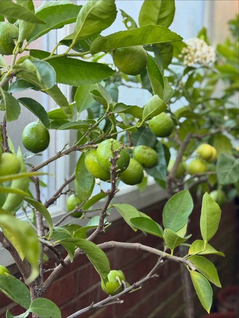 Thin Fruit To Reduce Stress On The Tree