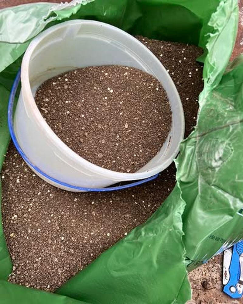 Inspect Soil Drainage To Prevent Stress From Poor Water Flow