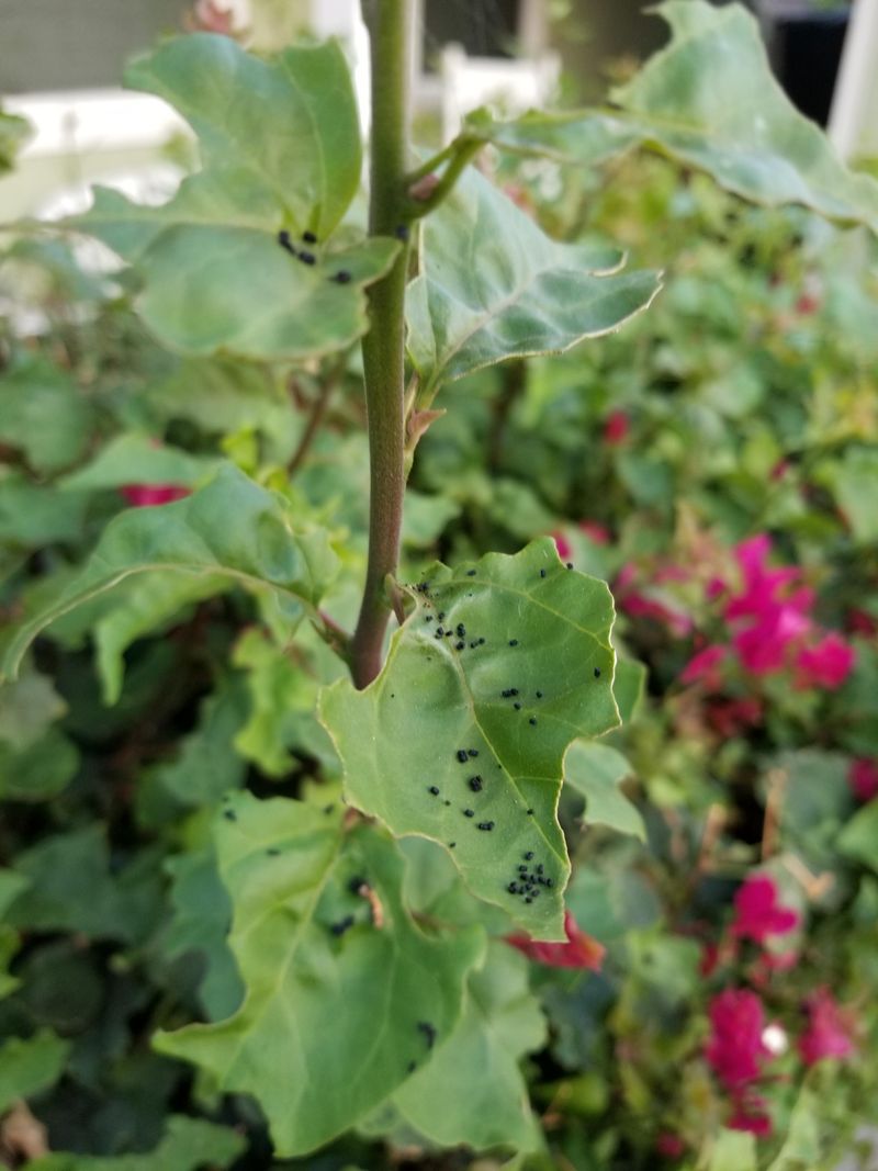 Checking For Early Pest Activity Helps Maintain Healthy Growth