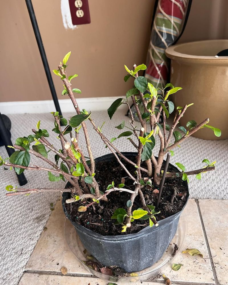 Light Pruning Encourages Bushier Growth And More Flowers