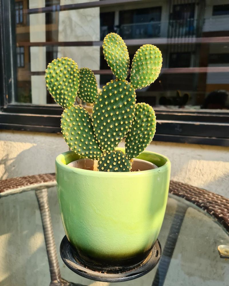 Water Sparingly And Let Soil Fully Dry