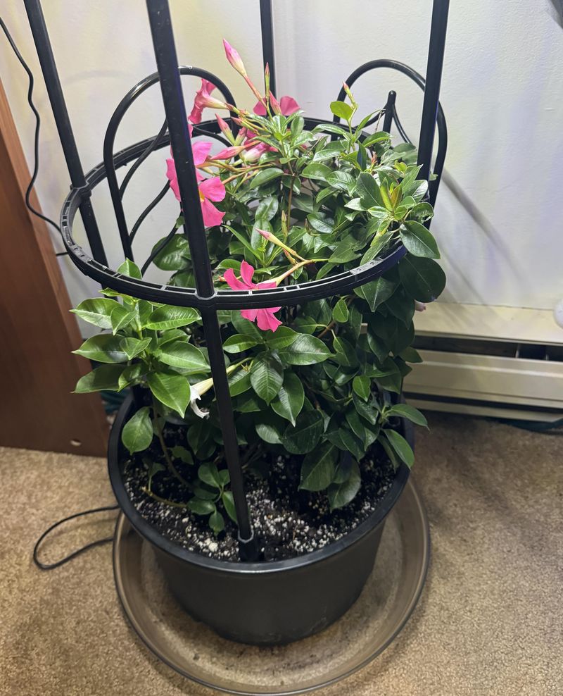 Protect From Cold To Keep Plants Healthy