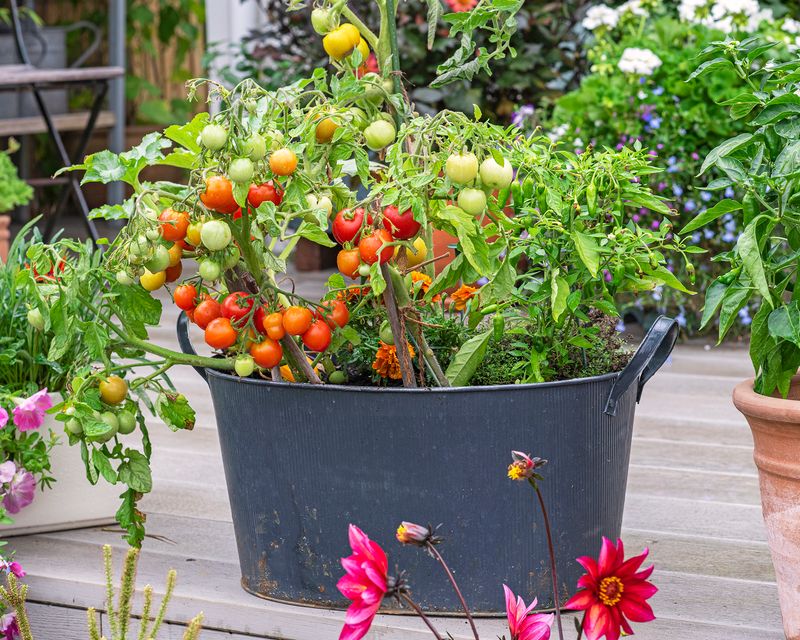 Feed Regularly To Replace Lost Nutrients