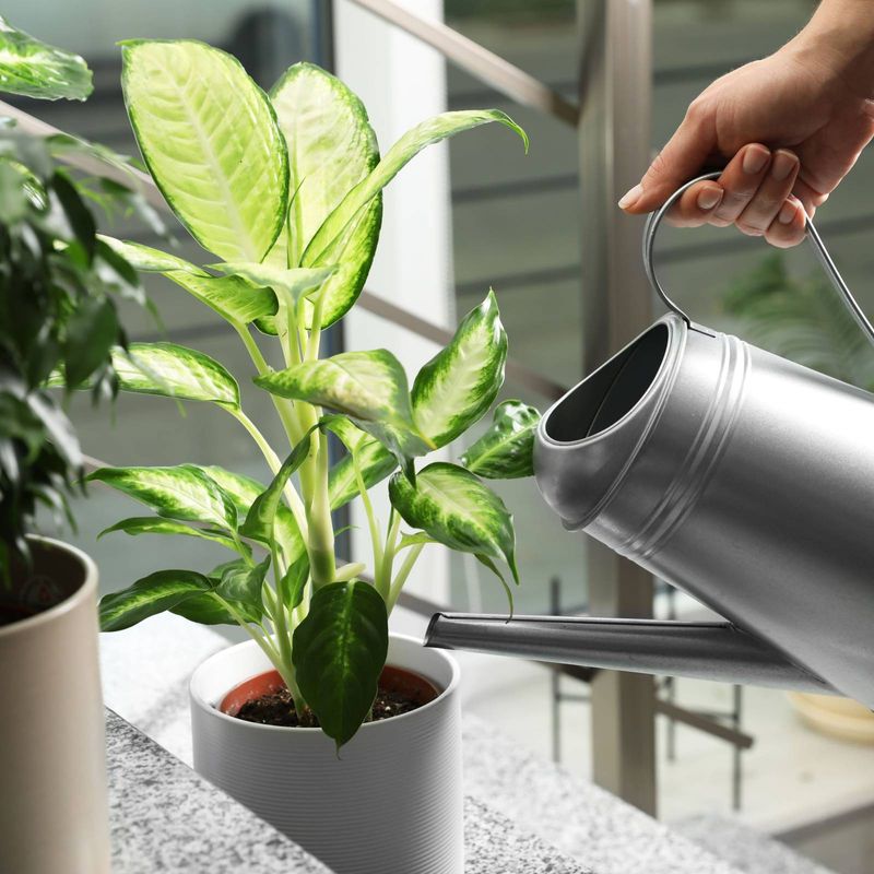 Keep Soil Evenly Moist, Not Waterlogged