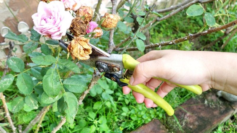 Deadhead Spent Flowers To Redirect Energy