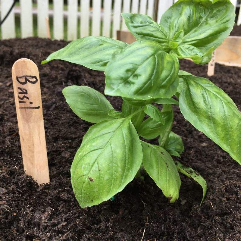 Keep Soil Consistently Moist But Not Waterlogged