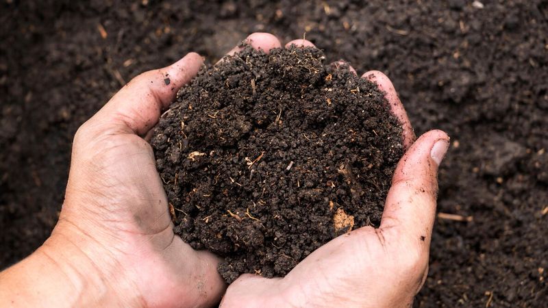 Use Well-Drained Soil Rich In Organic Matter