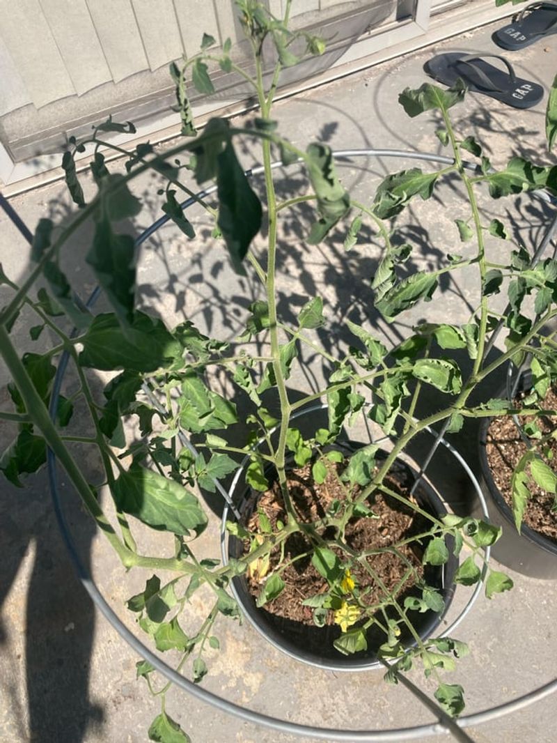 Watch For Heat Stress In Inland And Central Valley Areas