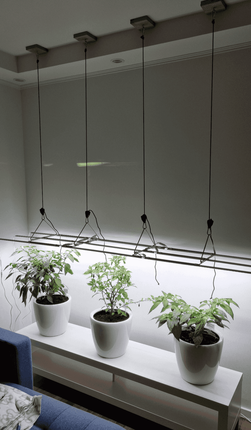 Keep Grow Lights Close To Plants
