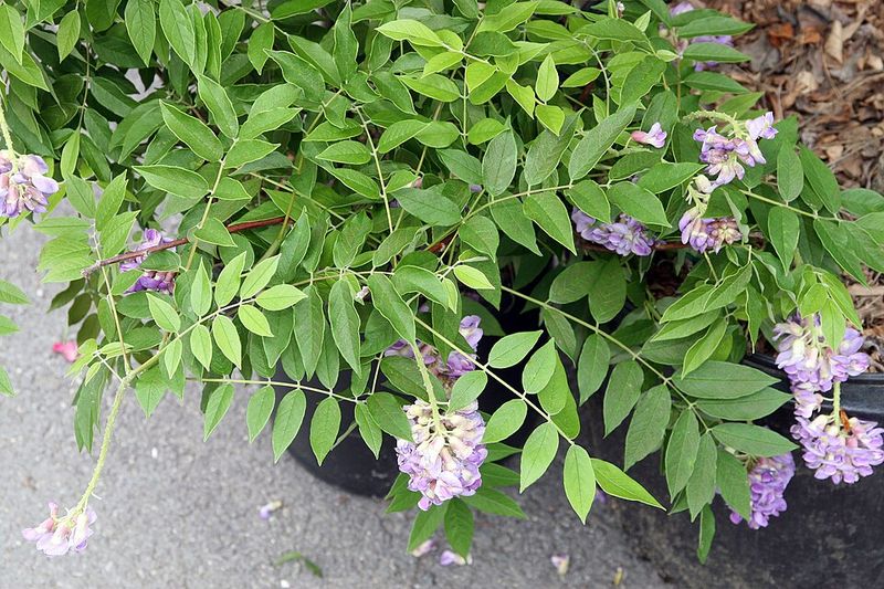 Avoid Heavy Fertilizing To Encourage More Flowers