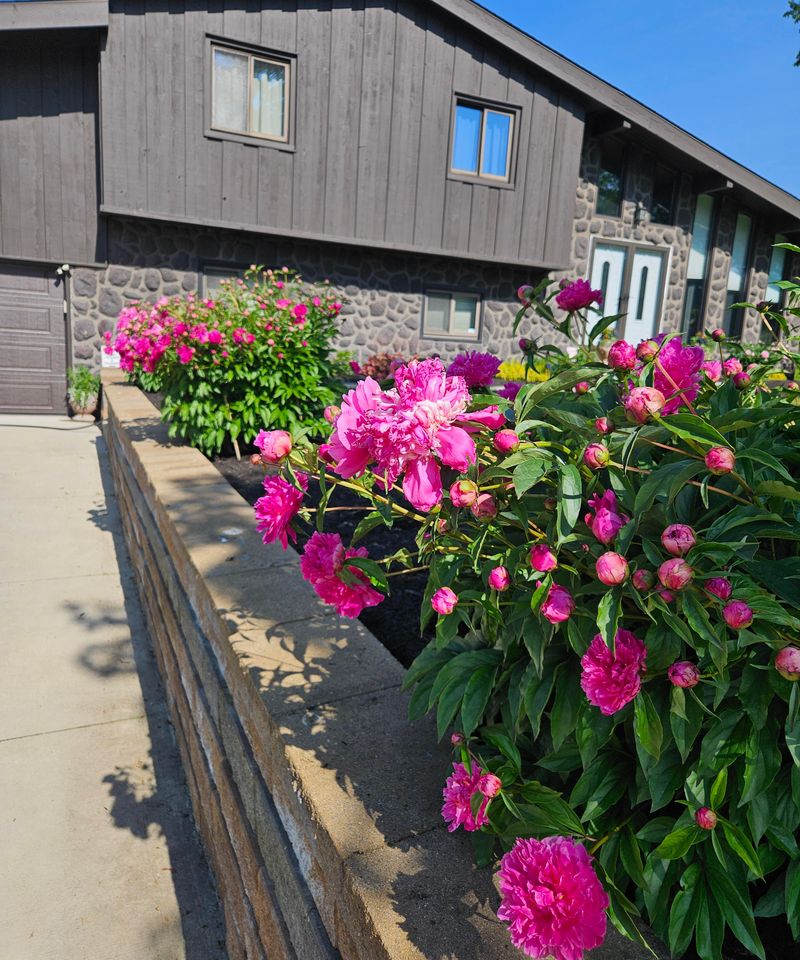 Ensure Full Sun For Stronger Stems And Blooms