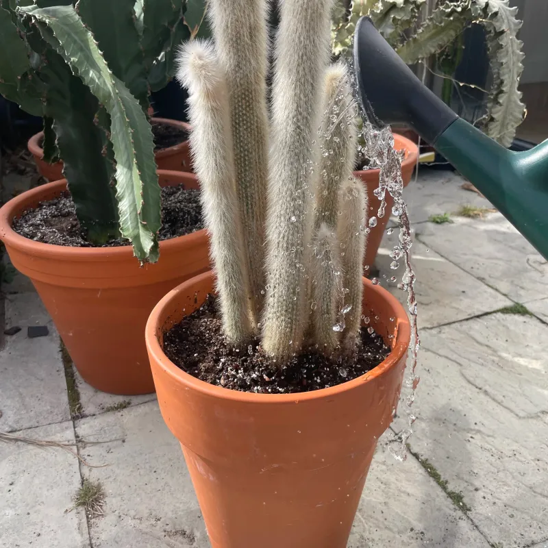 Water Lightly At First To Avoid Stress