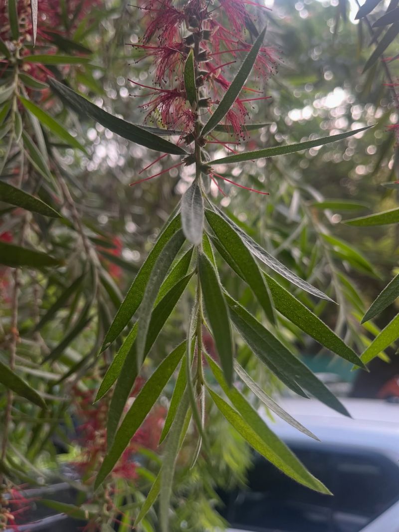 Cut Spent Flowers