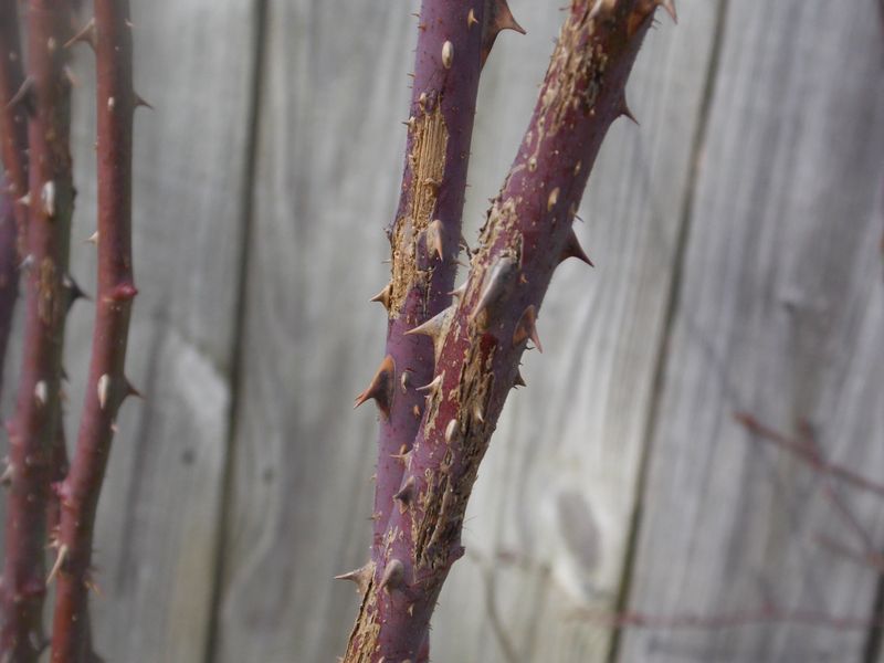 Cut Out Winter Damage First