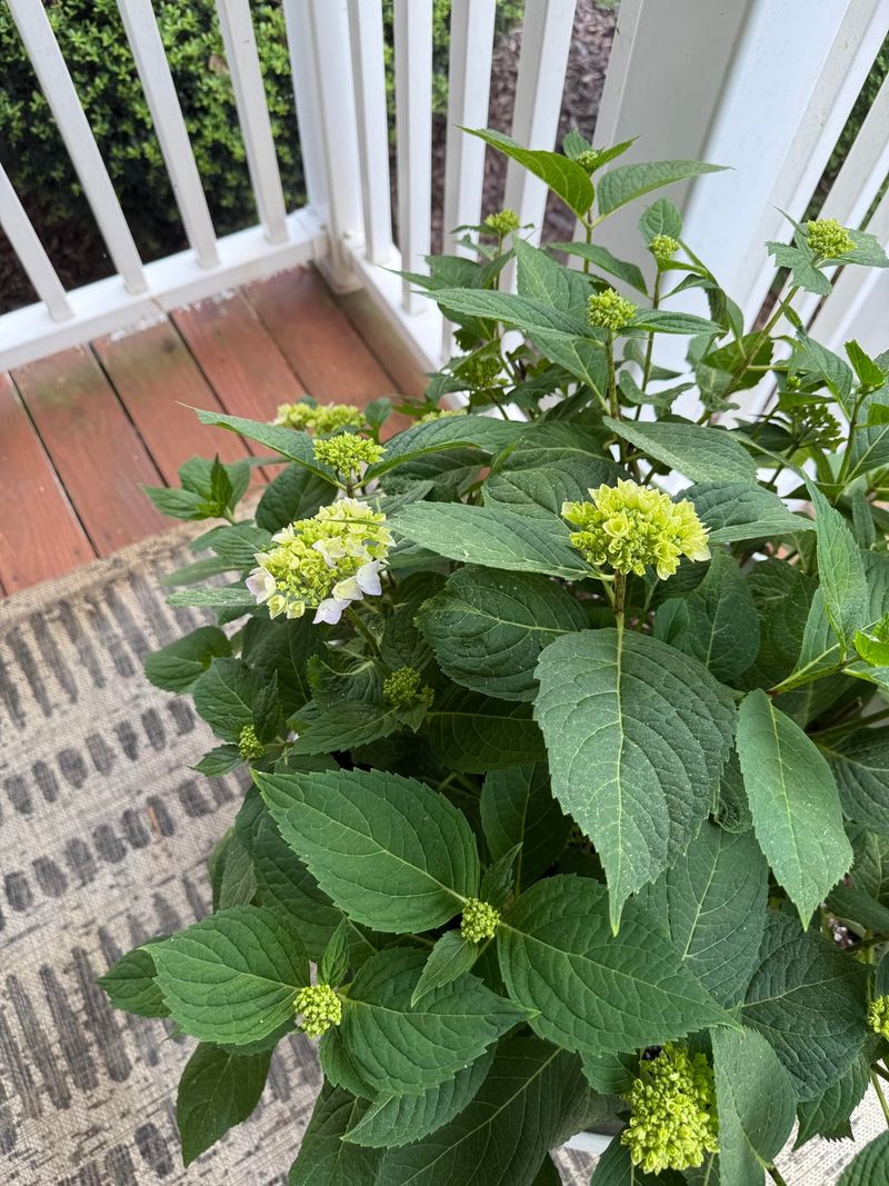 Protect Buds From Late Frosts