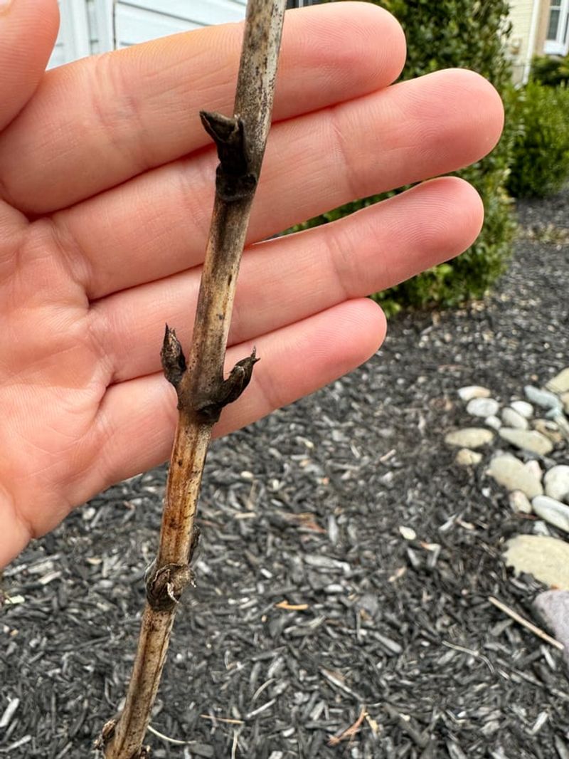 Remove Winter Damage