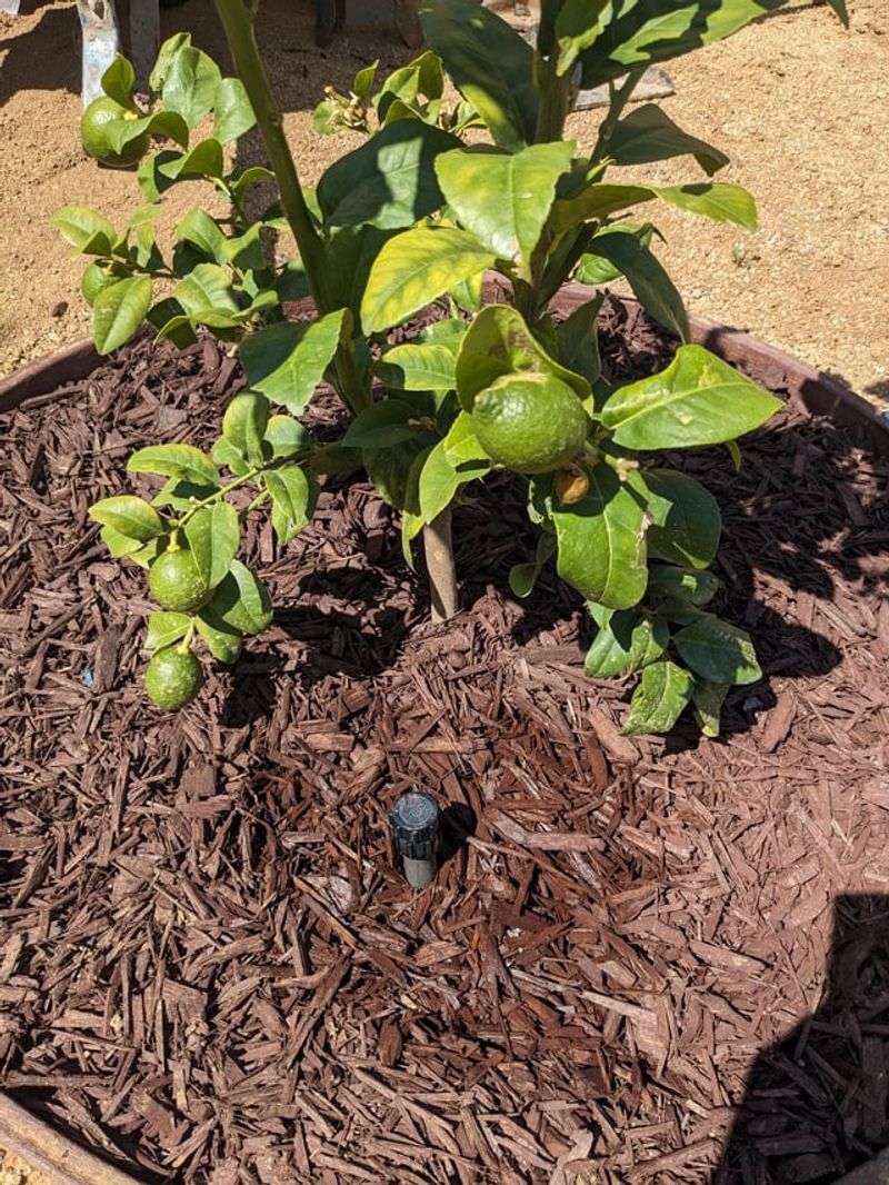 Mulch Around The Base To Conserve Moisture And Regulate Soil Temperature