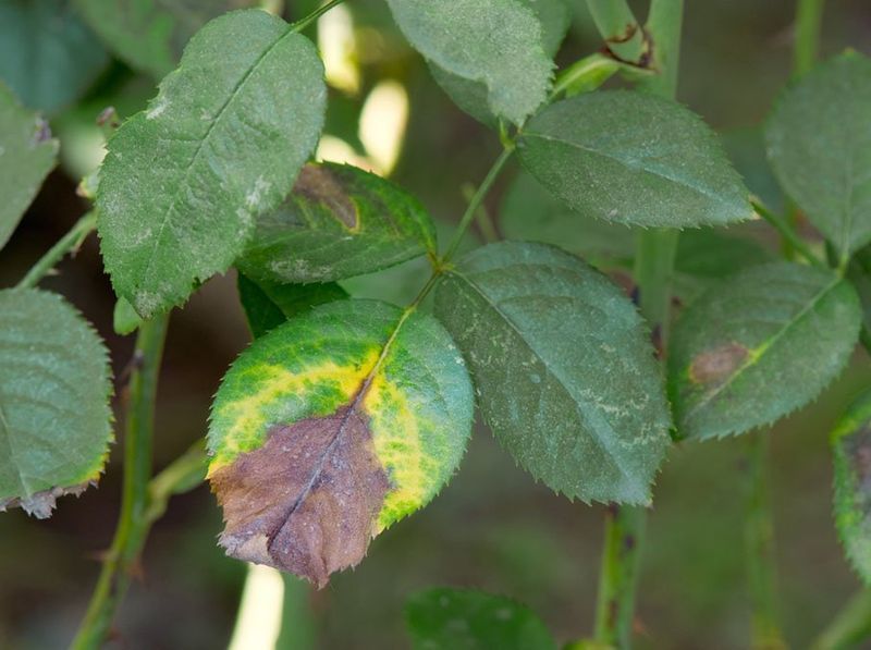 Early Pest And Disease Check