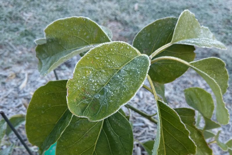 Protect Potted Avocados Before Cold Snaps Hit