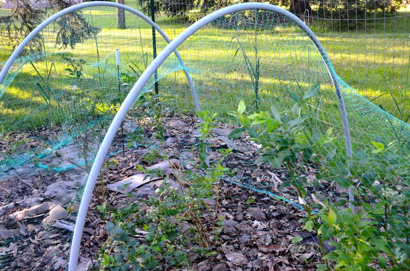 Beat Birds To The Berries With Netting