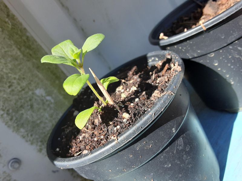 Build Strong Plants Before Harvests