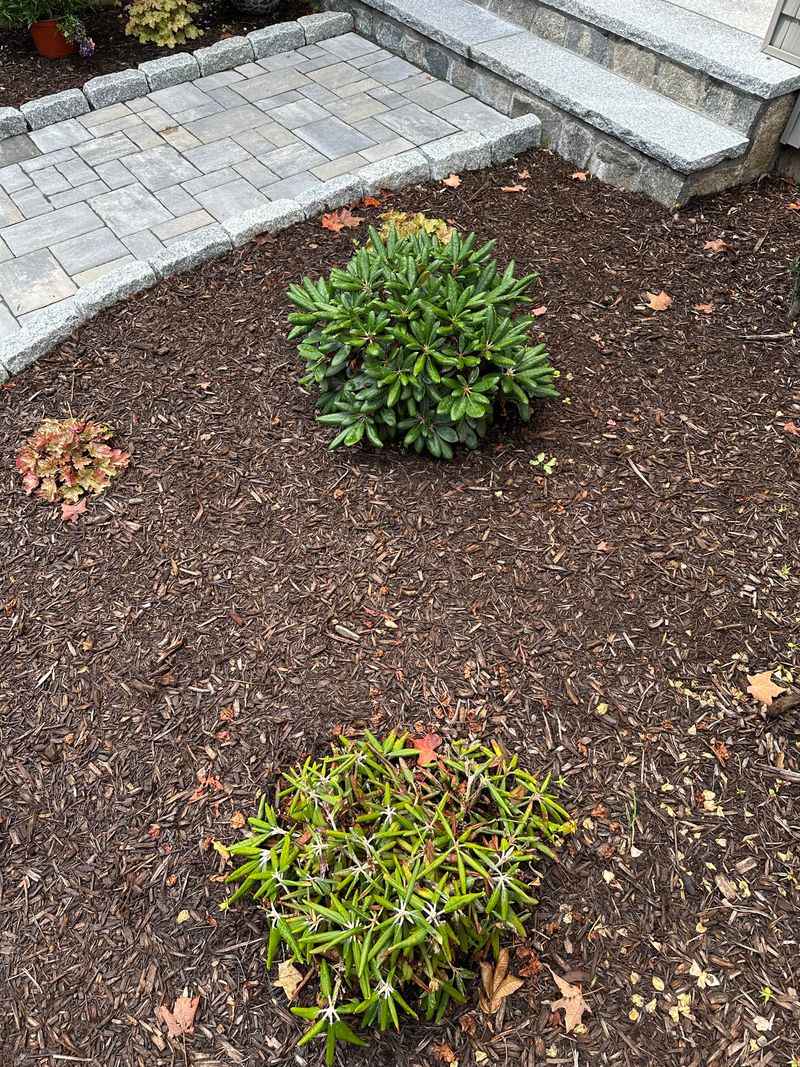 Apply Mulch To Keep Roots Cool