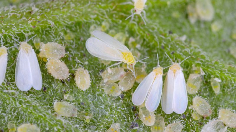 Watch For Whiteflies And Aphids