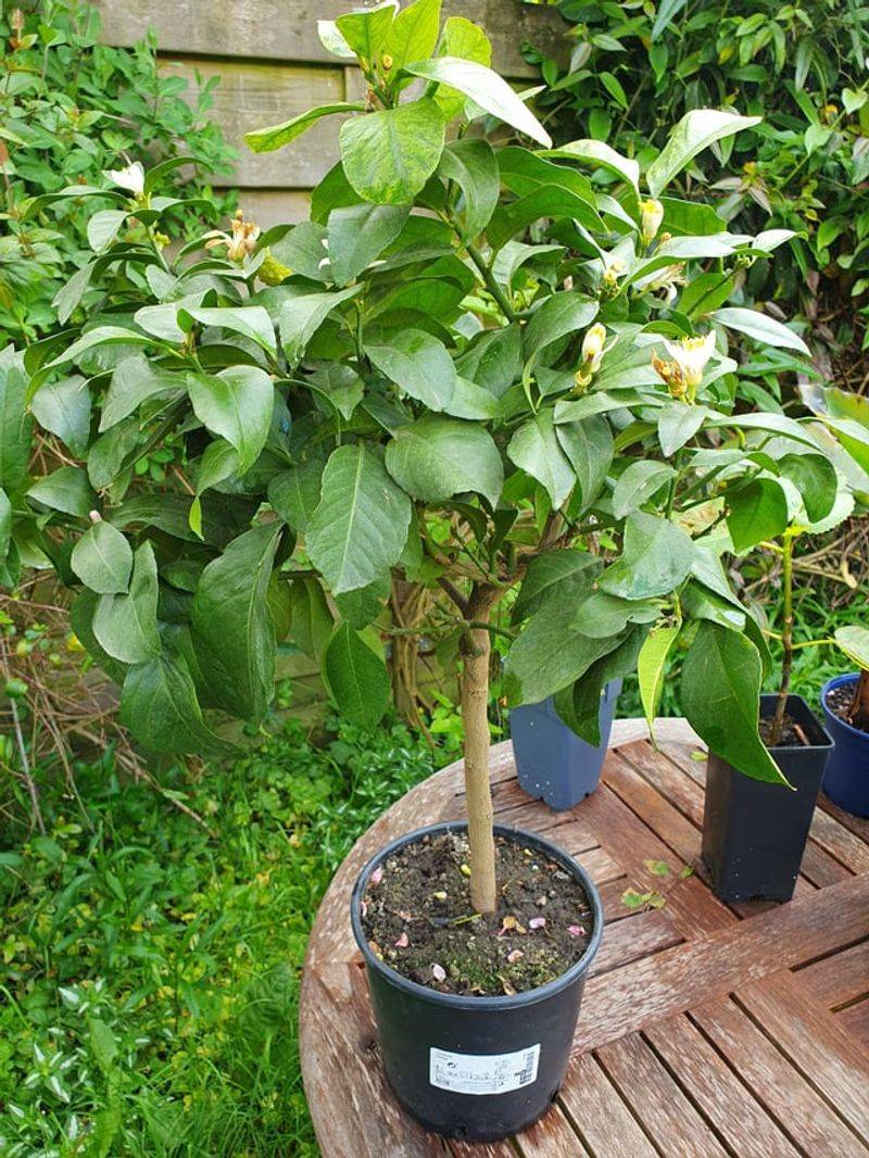 Refresh Soil And Repot If Needed