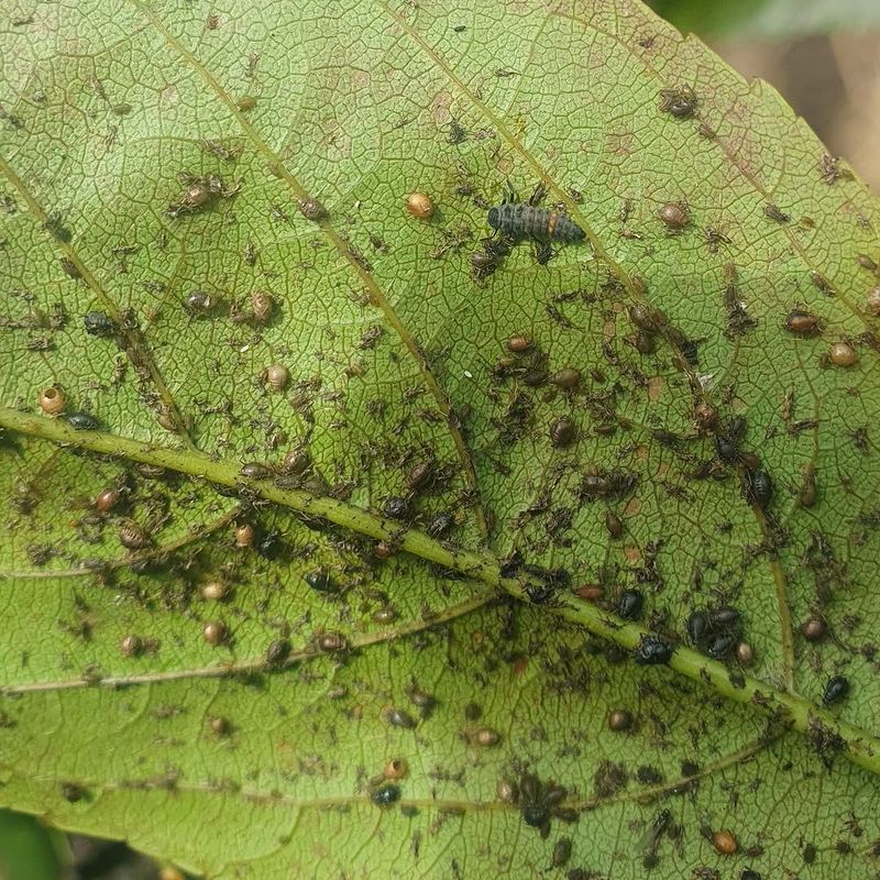 Start Monitoring For Early Pest Activity On New Growth