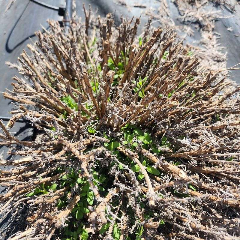 Remove Any Winter Damage From Stems
