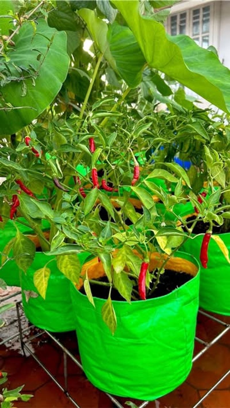 Thin Out Weak Or Crowded Branches