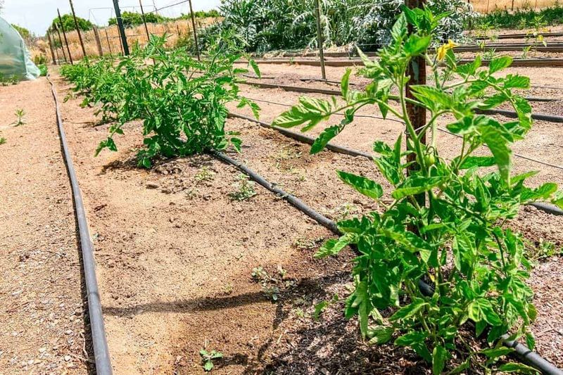 Adjust Your Spacing Based On Soil Type