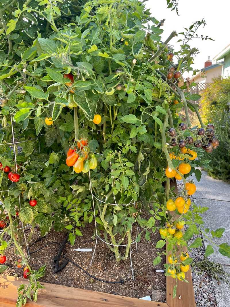 Stop Overgrowth Before Heat