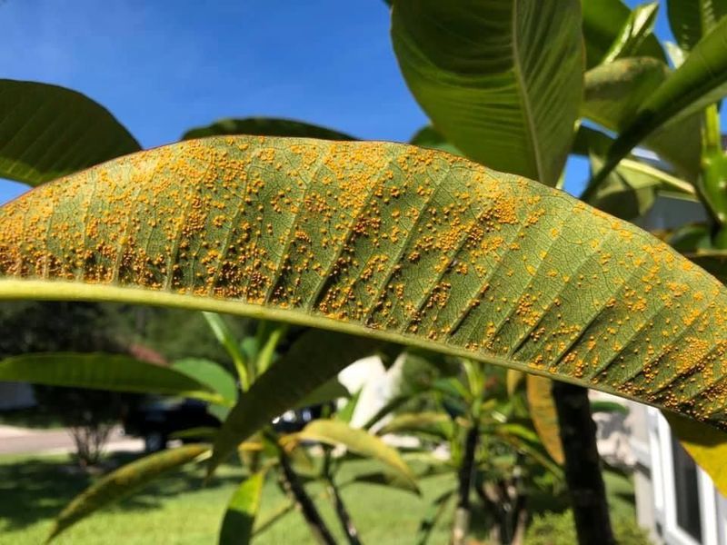 Watch For Rust Before Humidity Builds