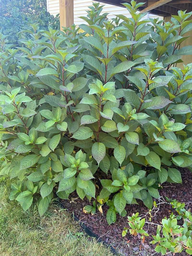 Know If Your Type Blooms On Old Wood Or New Growth