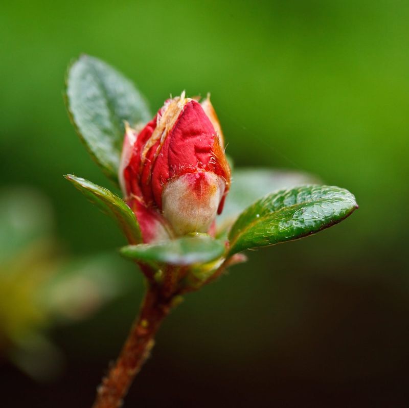 Pruning Too Early Can Remove Developing Buds