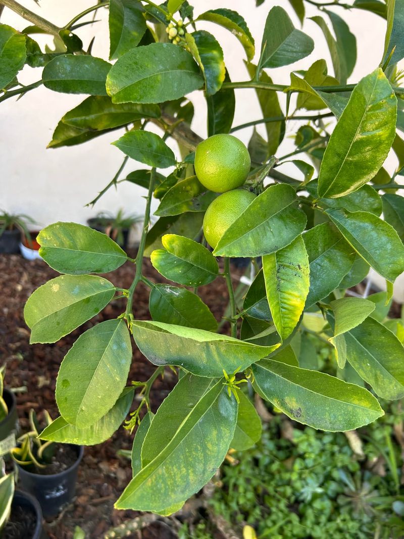 Feed Citrus Trees