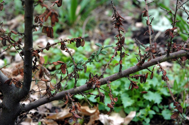 Remove Winter Damage And Weak Growth