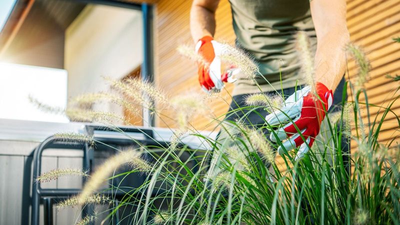 Thin Crowded Plants To Improve Airflow And Growth