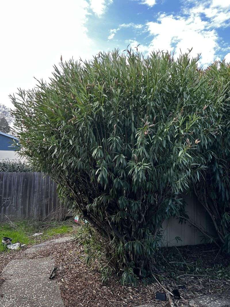 It Can Outgrow Small Landscape Spaces Quickly