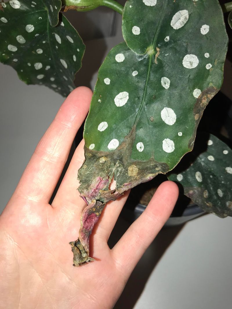 Recognizing Common Issues Like Leaf Browning And Dropping