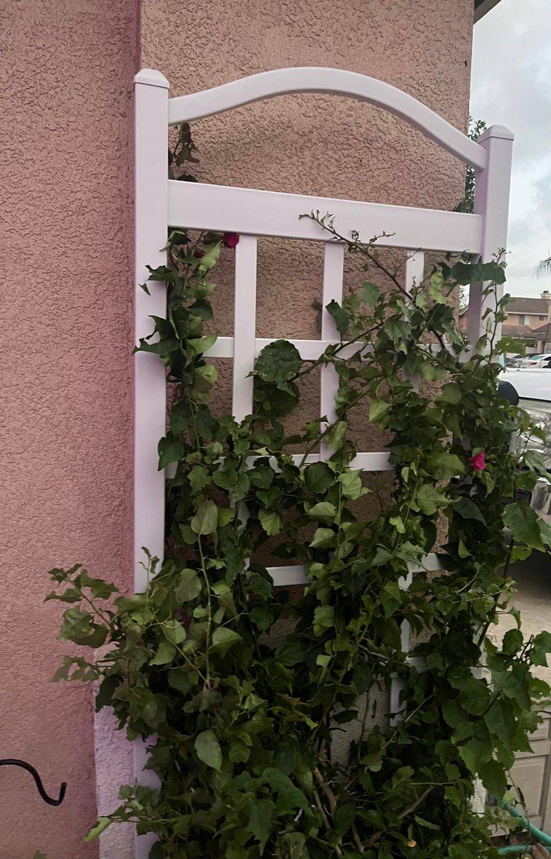 Not Enough Sunlight Limits Bloom Production