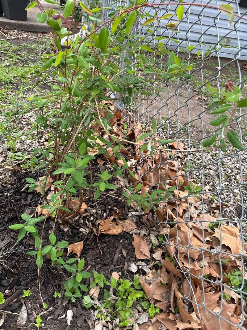Late Winter Is The Window Most Florida Gardeners Miss
