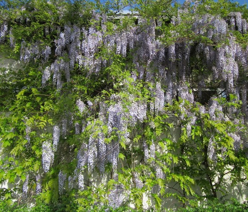 Planting Aggressive Wisteria Instead Of Safer Varieties