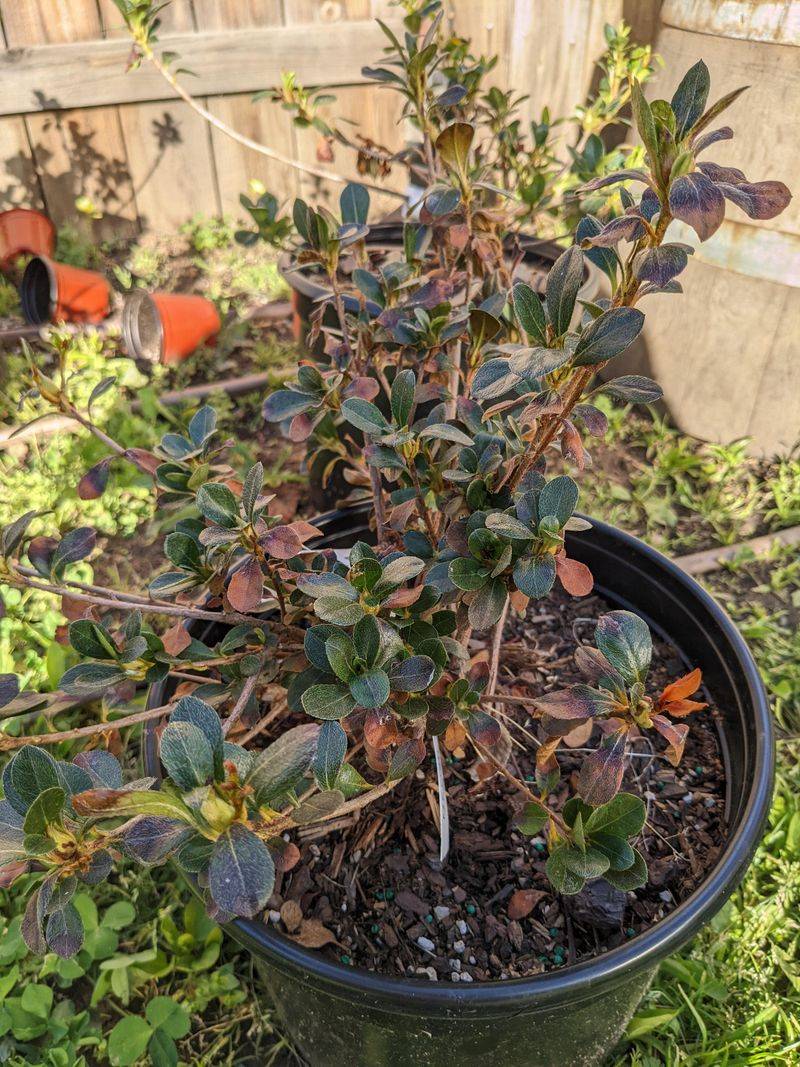 Soil pH Is Blocking Proper Nutrient Uptake