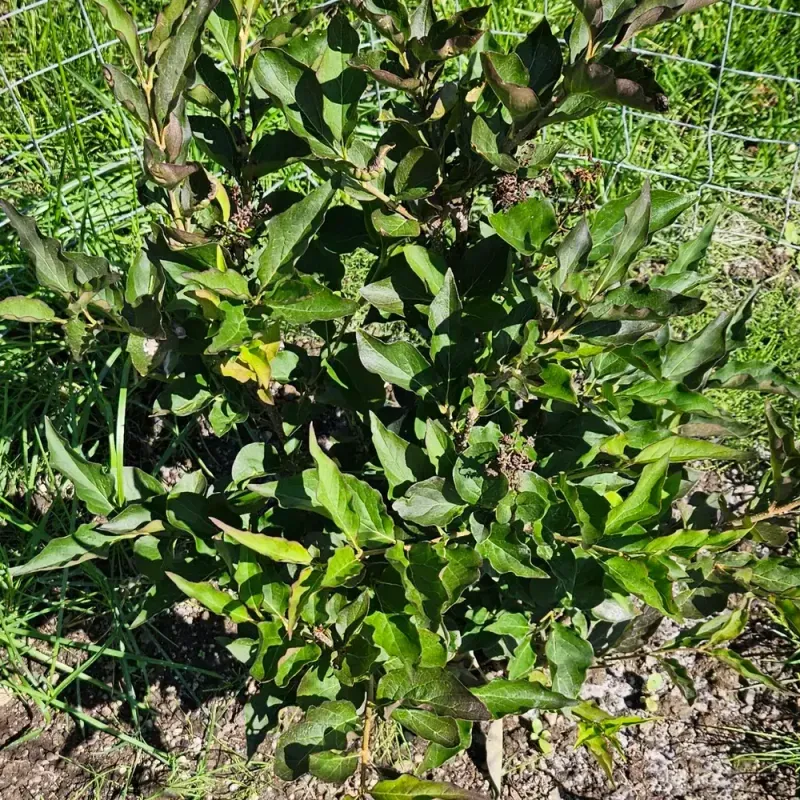 Overfertilizing With Nitrogen