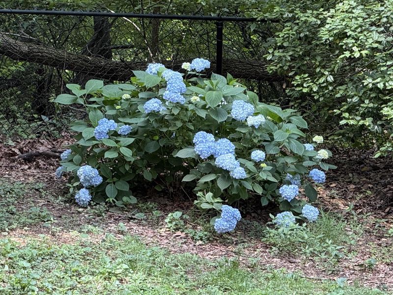 Frost Protection For Tender Spring Buds