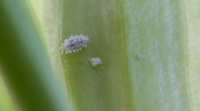 Pest Check And Clean Leaves