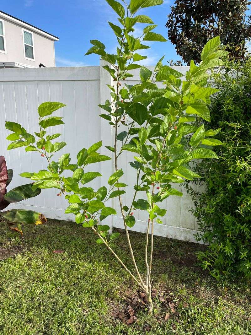 Fertilization For Stronger Growth